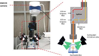 A Protocol for Transverse Cardiac Slicing and Optical Mapping in Murine Heart